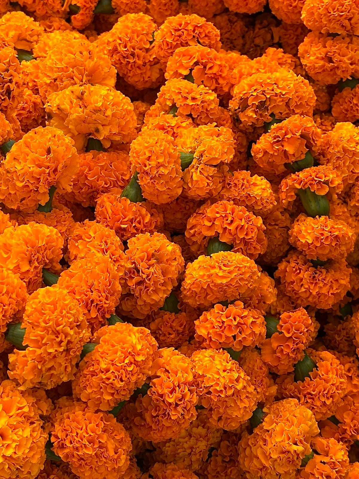 Marigold garlands photographed close